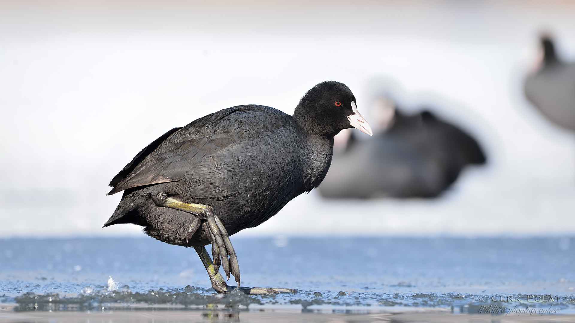 Eurasian Coot